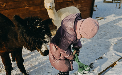 Alpakoterapia indywidualna 02