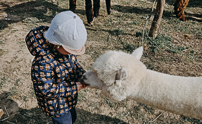 Alpakoterapia indywidualna 04