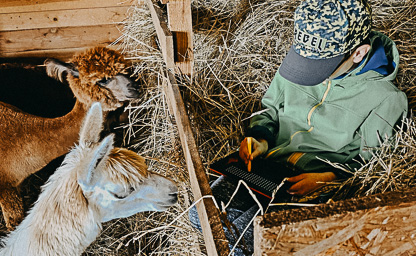 Alpakoterapia indywidualna 05