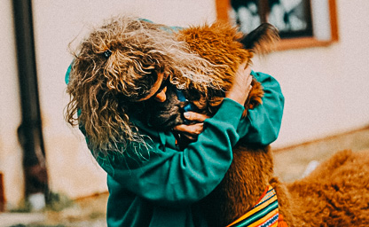 Alpakoterapia indywidualna 09