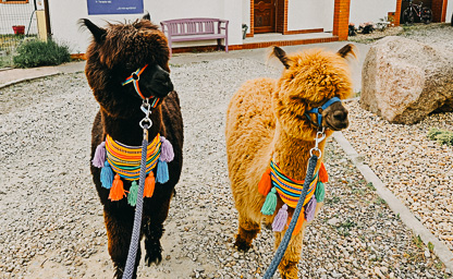 Wizyty alpak w Waszej placówce 01
