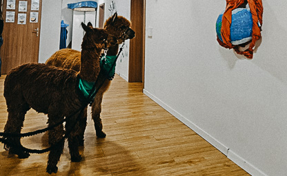 Wizyty alpak w Waszej placówce 04