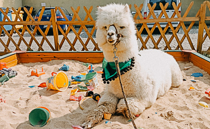 Wizyty alpak w Waszej placówce 06