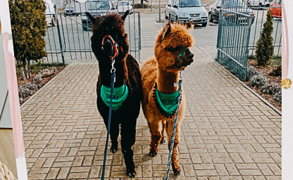 Wizyty alpak w Waszej placówce 07